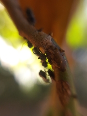 Lophyraspis