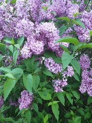 Syringa vulgaris