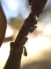 Lophyraspis