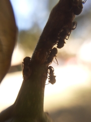 Lophyraspis