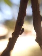 Lophyraspis