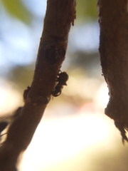 Lophyraspis