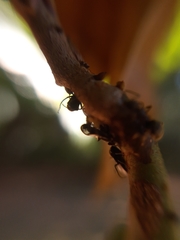 Lophyraspis