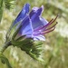 Echium vulgare - Photo (c) hillanddale,  זכויות יוצרים חלקיות (CC BY-NC), uploaded by hillanddale