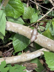 Ariadne enotrea