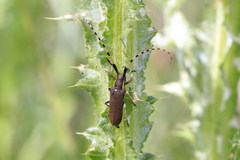 Agapanthia annularis