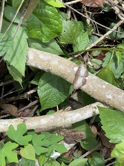 Ariadne enotrea