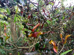 Codiaeum variegatum pictum