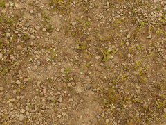 Plagiobothrys bracteatus