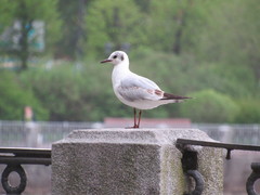 Chroicocephalus ridibundus