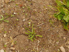 Plagiobothrys bracteatus