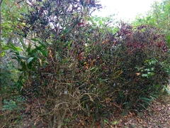 Codiaeum variegatum pictum