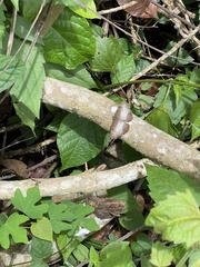 Ariadne enotrea