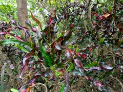 Codiaeum variegatum pictum