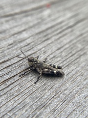 Dendrotettix quercus