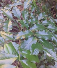 Myrocarpus frondosus