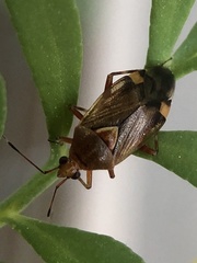 Deraeocoris flavilinea