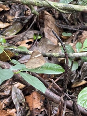 Euriphene