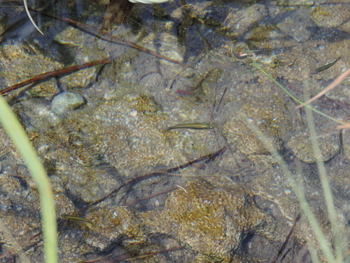 Gambusia marshi