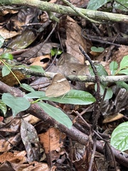 Euriphene