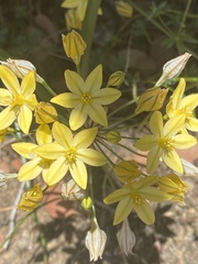 Triteleia