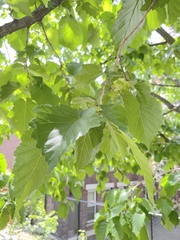 Corylus maxima