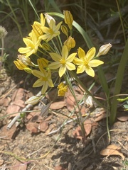 Triteleia