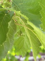 Corylus maxima