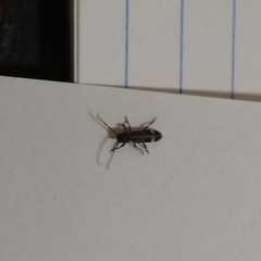 Psenocerus supernotatus