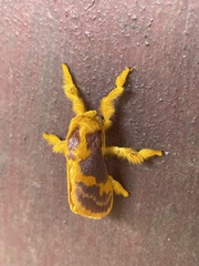 Chrysamma erythrochrysa
