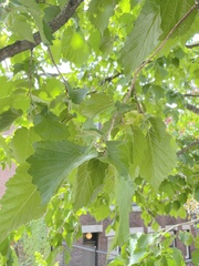Corylus maxima