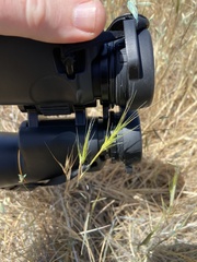 Aegilops triuncialis