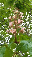 Aesculus × carnea