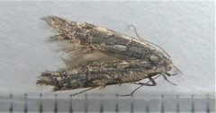 Xenolechia velatella