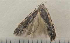 Xenolechia velatella