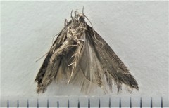 Xenolechia velatella