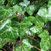 Common Ivy - Photo (c) sveatoussaint, some rights reserved (CC BY-NC)