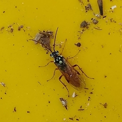 Aglaostigma semiluteum