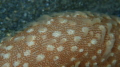Veretillidae
