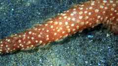 Veretillidae