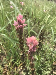 Castilleja purpurea