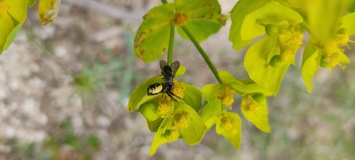 Photo of Napoleon Spider (Synema globosum)