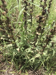 Castilleja purpurea