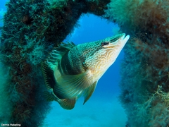 Serranus papilionaceus