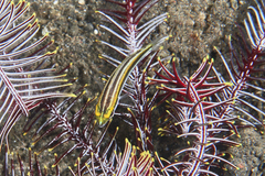 Pentapodus paradiseus