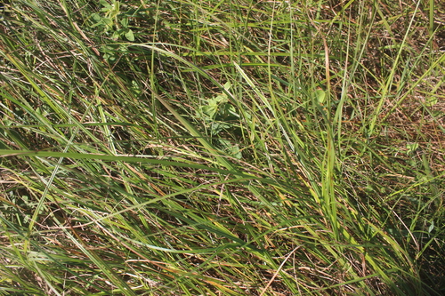 Scleria achtenii