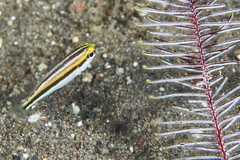 Pentapodus paradiseus