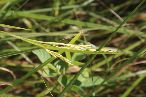 Scleria achtenii