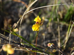 Utricularia simulans