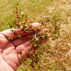 Trifolium cernuum